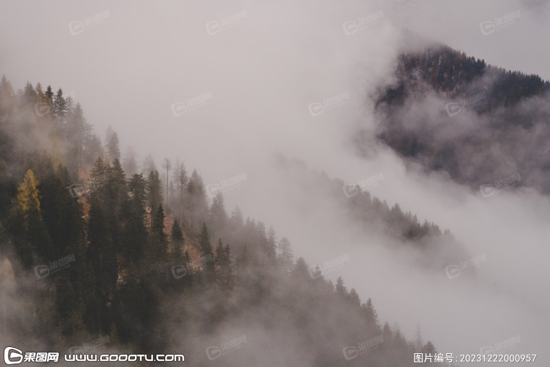 雾气山林树林森林 (80)