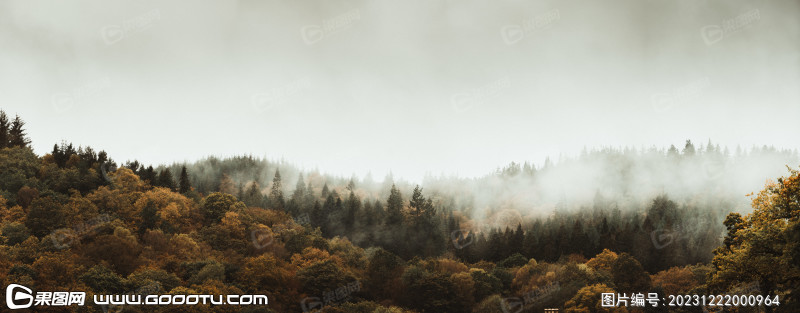 雾气山林树林森林 (87)